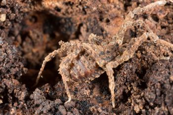 Media type: image; Invertebrate Zoology 138076